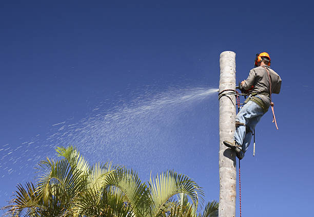  Monteagle, TN Tree Removal Services Pros