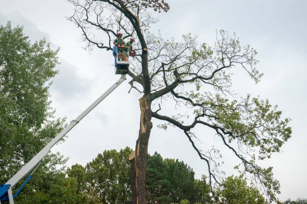 Soil Testing and Treatment in Monteagle, TN