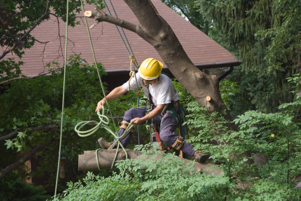 Best Storm Damage Tree Cleanup  in Monteagle, TN