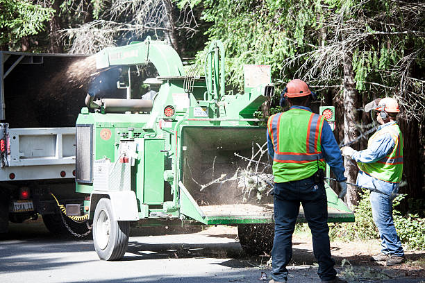 Best Tree Trimming and Pruning  in Monteagle, TN