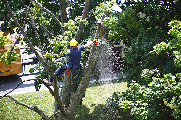 Mulching Services in Monteagle, TN