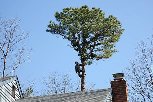 Best Utility Line Clearance  in Monteagle, TN