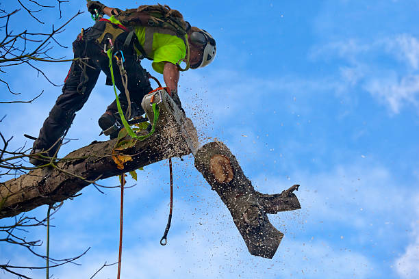 Best Leaf Removal  in Monteagle, TN